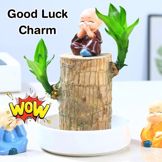 🔥 LAST DAY SALE - 50% OFF🔥 LUCKY BRAZIL WOOD POTTED PLANT