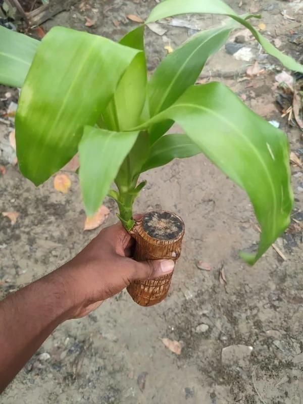 🔥 LAST DAY SALE - 50% OFF🔥 LUCKY BRAZIL WOOD POTTED PLANT